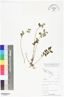 登錄號:BS06385藏品圖，第1張