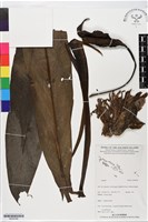 登錄號:BS06386藏品圖，第1張