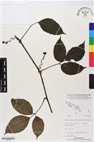 登錄號:BS06387藏品圖，第1張