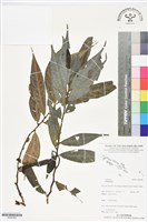 登錄號:BS06388藏品圖，第1張