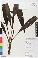 登錄號:BS06389藏品圖，第1張