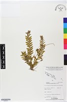 登錄號:BS06390藏品圖，第1張