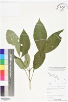 登錄號:BS06391藏品圖，第1張