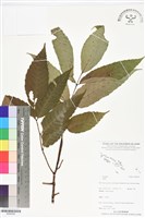 登錄號:BS06392藏品圖，第1張