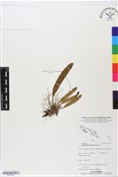登錄號:BS06393藏品圖，第1張