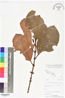 登錄號:BS06395藏品圖，第1張