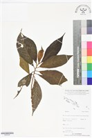 登錄號:BS06396藏品圖，第1張