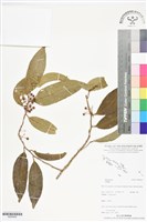 登錄號:BS06400藏品圖，第1張