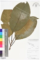 登錄號:BS06404藏品圖，第1張