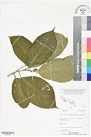 登錄號:BS06406藏品圖，第1張