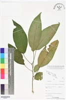 登錄號:BS06407藏品圖，第1張