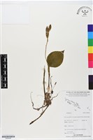 登錄號:BS06408藏品圖，第1張