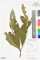 登錄號:BS06409藏品圖，第1張