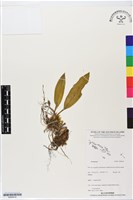 登錄號:BS06410藏品圖，第1張