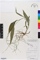 登錄號:BS06413藏品圖，第1張