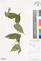 登錄號:BS06415藏品圖，第1張