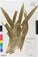 登錄號:BS06417藏品圖，第1張