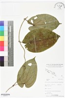 登錄號:BS06419藏品圖，第1張