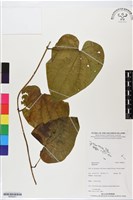 登錄號:BS06421藏品圖，第1張