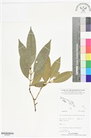 登錄號:BS06422藏品圖，第1張