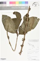 登錄號:BS06423藏品圖，第1張