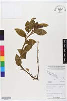 登錄號:BS06424藏品圖，第1張