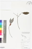 登錄號:BS06425藏品圖，第1張