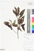 登錄號:BS06427藏品圖，第1張