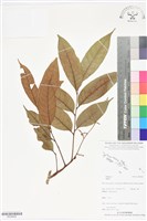 登錄號:BS06428藏品圖，第1張