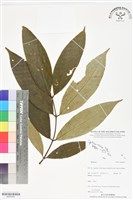 登錄號:BS06429藏品圖，第1張