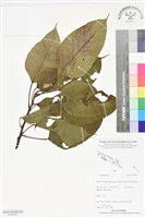登錄號:BS06430藏品圖，第1張