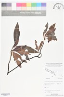 登錄號:BS06431藏品圖，第1張