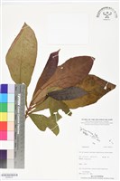 登錄號:BS06433藏品圖，第1張