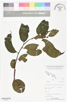 登錄號:BS06434藏品圖，第1張
