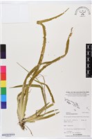 登錄號:BS06435藏品圖，第1張