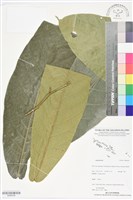 登錄號:BS06436藏品圖，第1張