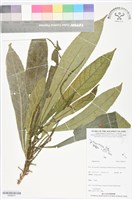 登錄號:BS06437藏品圖，第1張