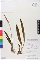 登錄號:BS06438藏品圖，第1張