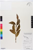 登錄號:BS06439藏品圖，第1張