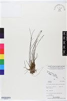 登錄號:BS06440藏品圖，第1張