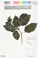 登錄號:BS06441藏品圖，第1張