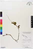 登錄號:BS06442藏品圖，第1張