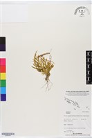 登錄號:BS06443藏品圖，第1張