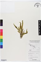 登錄號:BS06444藏品圖，第1張