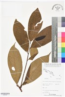 登錄號:BS06445藏品圖，第1張