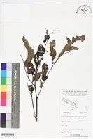 登錄號:BS06446藏品圖，第1張