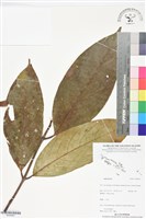 登錄號:BS06447藏品圖，第1張