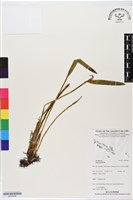 登錄號:BS06448藏品圖，第1張