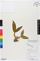 館號:BS06449藏品圖，第1張