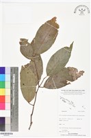 登錄號:BS06450藏品圖，第1張